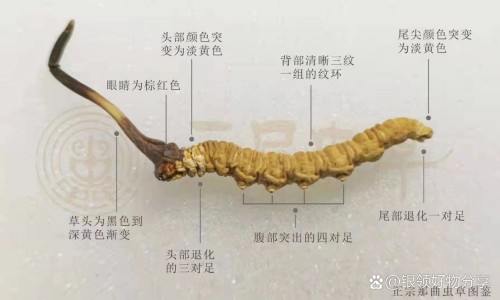 淀粉胶囊壳-淀粉胶囊 燃烧 什么味道网—知名的淀粉胶囊为什么不普及网站,分享淀粉胶囊生产厂家知识
